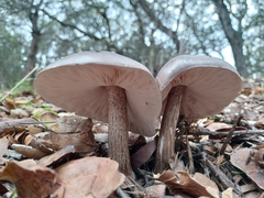 Pluteus exilis