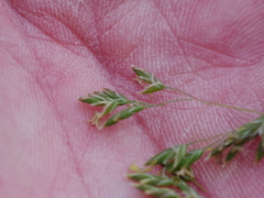Poa colensoi