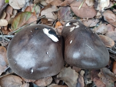 Pluteus exilis