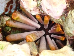 Heterocentrotus mamillatus