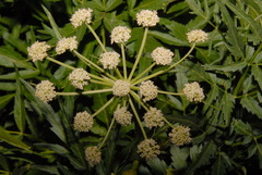 Angelica kingii