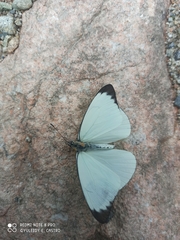 Leptophobia