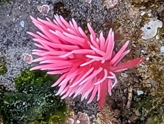 Okenia rosacea