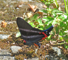 Rhetus dysonii