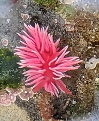 Okenia rosacea