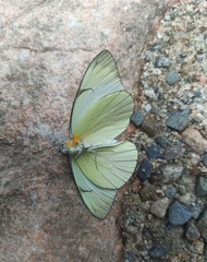 Leptophobia