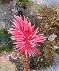 Okenia rosacea