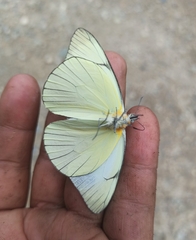Leptophobia