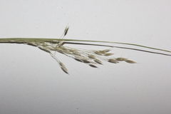 Agrostis scabra