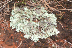 Xanthoparmelia semiviridis