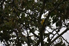 Pheucticus chrysogaster
