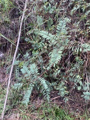 Tephrosia virginiana