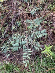 Tephrosia virginiana