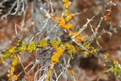 Xanthoria parietina