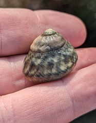 Tegula aureotincta
