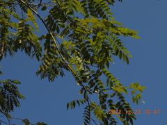 Senna siamea