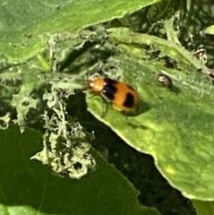 Aulacophora hilaris