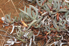 Carpobrotus modestus