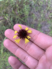 Gaillardia aestivalis