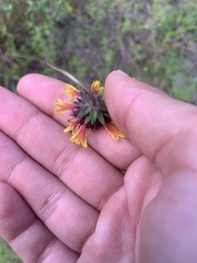 Gaillardia aestivalis