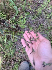 Gaillardia aestivalis