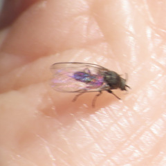 Austrosimulium