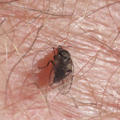 Austrosimulium