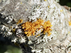 Teloschistes velifer