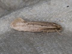 Ypsolopha sp-sw