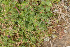Acmispon parviflorus