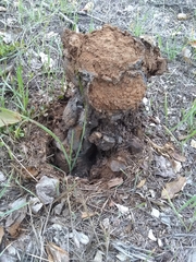 Pisolithus tinctorius