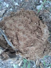 Pisolithus tinctorius