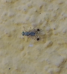 Euarestoides acutangulus