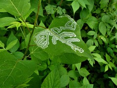 Phyllocnistis populiella