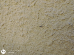 Euarestoides acutangulus