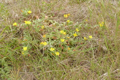 Camissoniopsis cheiranthifolia