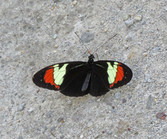 Heliconius heurippa