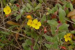Camissoniopsis cheiranthifolia