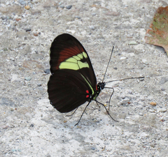 Heliconius heurippa