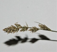 Carex brunnescens