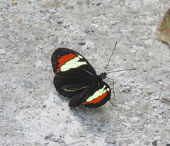 Heliconius heurippa