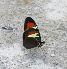 Heliconius heurippa