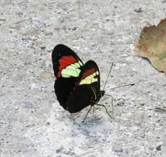 Heliconius heurippa