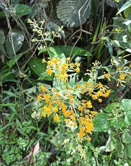 Munnozia