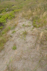 Camissoniopsis cheiranthifolia