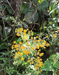Munnozia