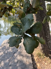 Quercus rugosa