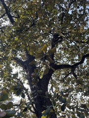 Quercus rugosa