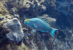 Scarus vetula