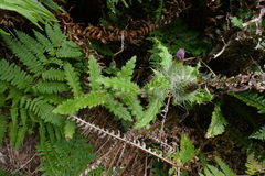 Cirsium edule